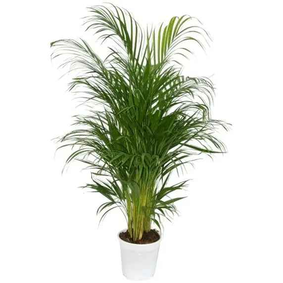 Dypsis lutescens 17cm - image 3