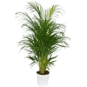 Dypsis lutescens 17cm - image 3