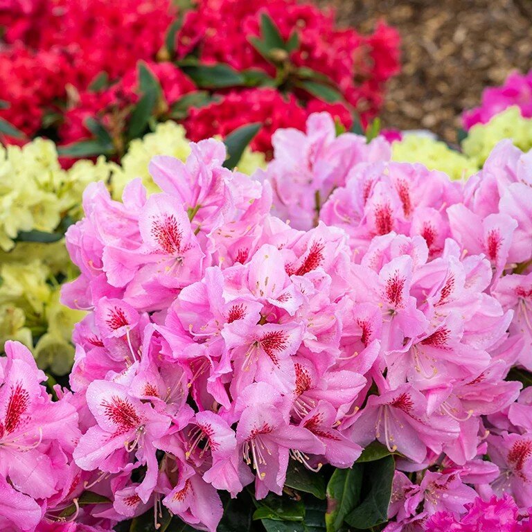 Easydendron - Cowell's Garden Centre | Woolsington