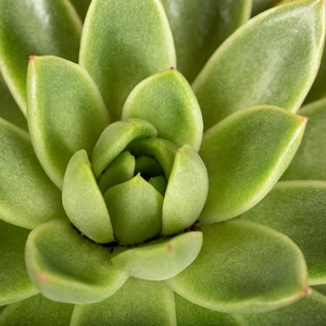 Echeveria agavoides 6cm