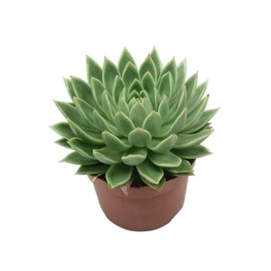 Echeveria agavoides 13cm