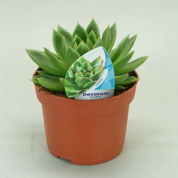 Echeveria agavoides 8cm