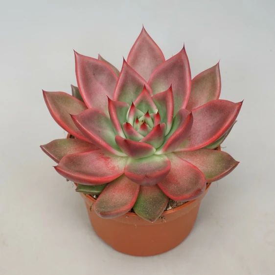 Echeveria antaris