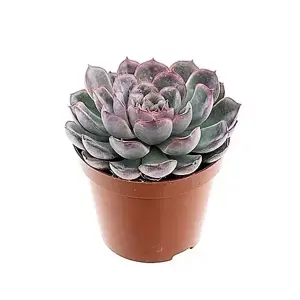 Echeveria 'Apus' 10.5cm