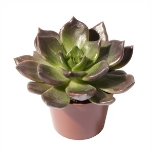 Echeveria 'Black Prince'