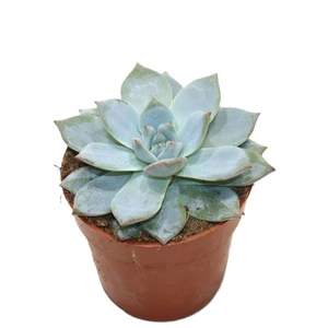 Picture Credit - Winco