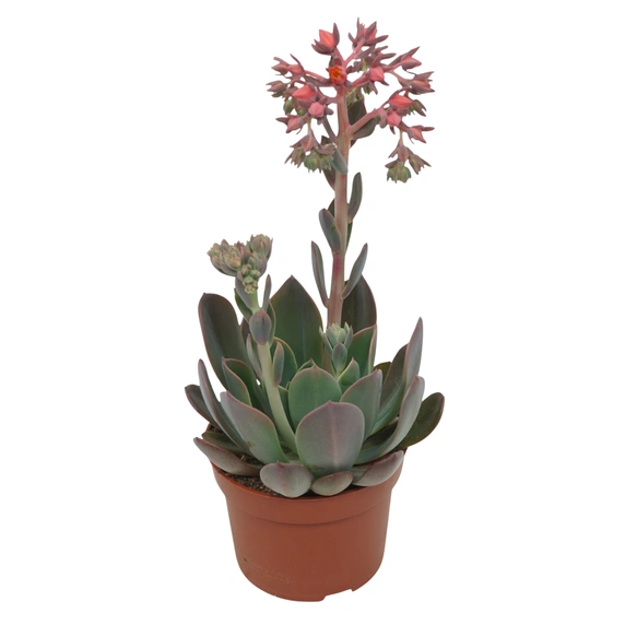 Echeveria 'Blue Prince'