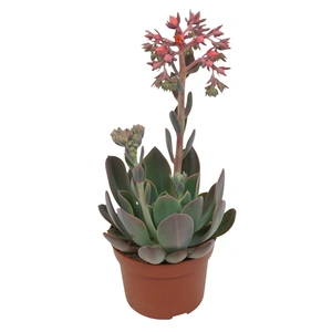 Echeveria 'Blue Prince'