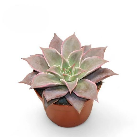 Echeveria 'Blue Star' 10.5cm