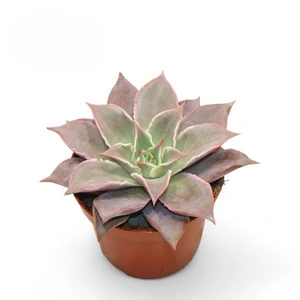 Echeveria 'Blue Star' 10.5cm