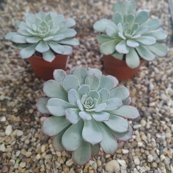 Echeveria 'Colorata'