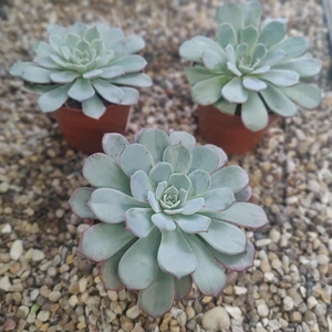 Echeveria 'Colorata'