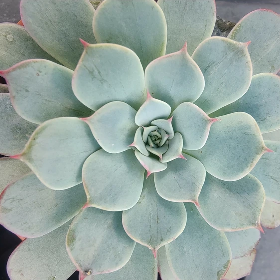 Echeveria 'Colorata' - image 1