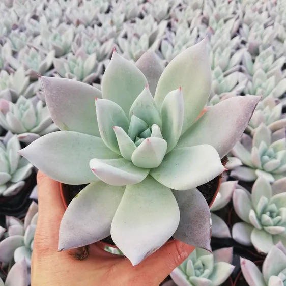 Echeveria 'Colorata Ice'