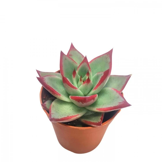 Echeveria 'Dark Line'