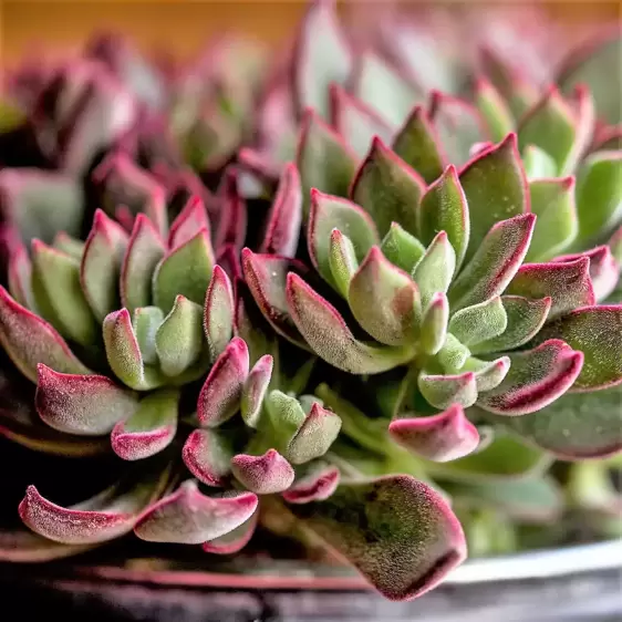 Echeveria 'Devotion' - Picture Credit - Plantipp BV®