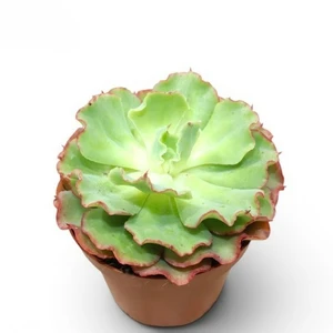 Echeveria 'Dorothy'