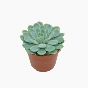 Echeveria 'Elegans'