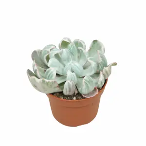 Echeveria 'Green Emerald Variegata' - image 1