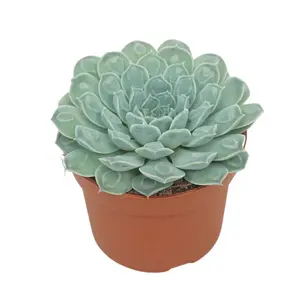 Echeveria 'Heart Signal'