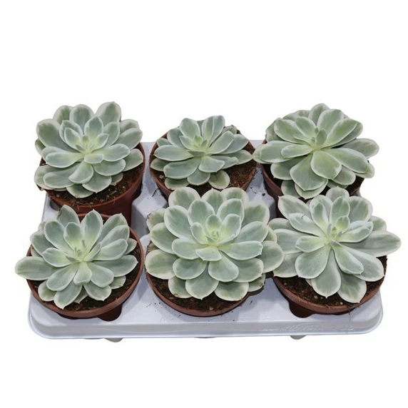 Echeveria 'Lemon Lime Variegata'