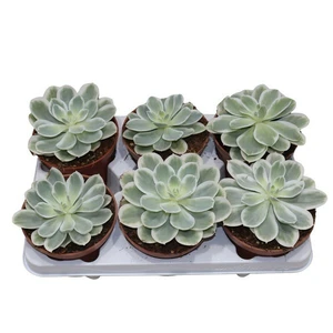 Echeveria 'Lemon Lime Variegata'