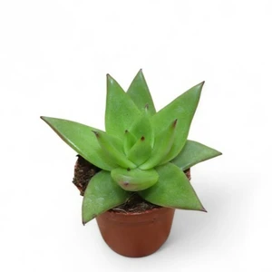 Echeveria 'Lipstick'