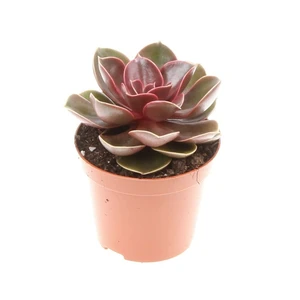 Echeveria 'Magic Red' 8.5cm