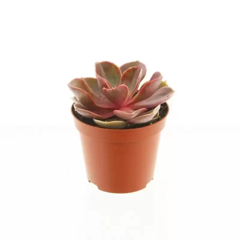 image of Echeveria 'Magic Red'