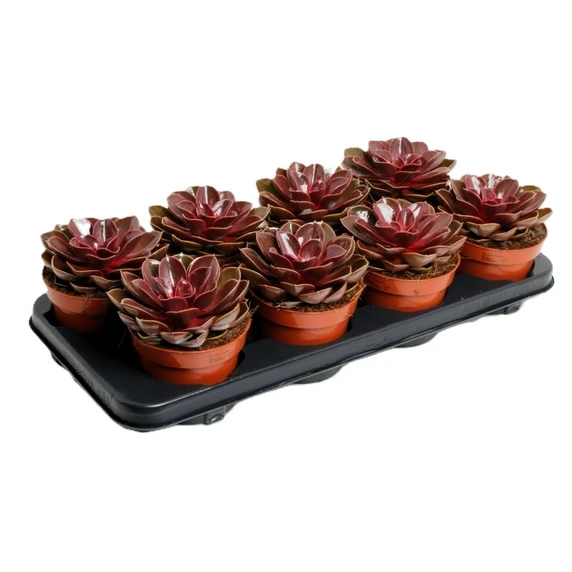 Echeveria 'Magic Red' 12cm
