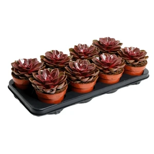Echeveria 'Magic Red' 12cm