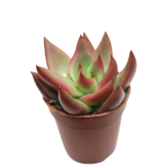 Echeveria 'Mars'