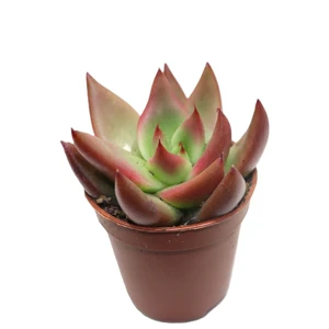 Echeveria 'Mars'