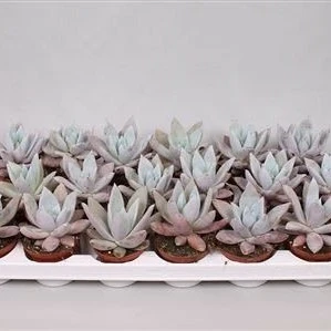 Echeveria 'Mexican Giant'