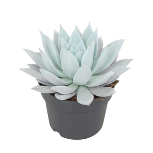 Echeveria 'Mexican Giant' 17cm