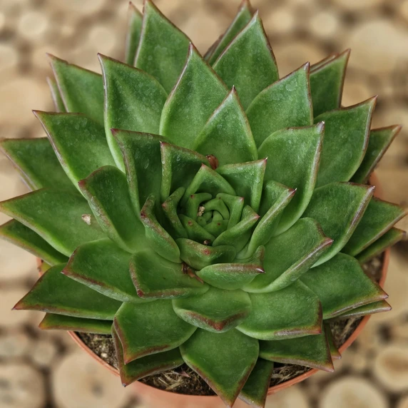 Echeveria 'Mexico' - image 1