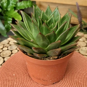 Echeveria 'Mexico' - image 2