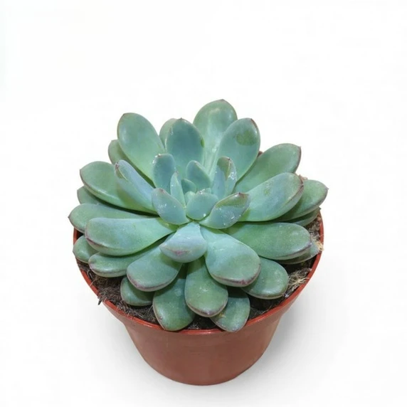 Echeveria 'Morning Dew'