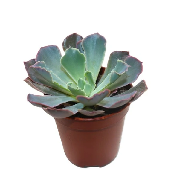 Echeveria 'Neon Breaker'