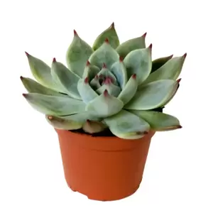 Echeveria 'Parva'