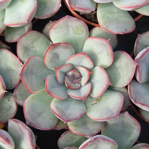 Echeveria pelusida