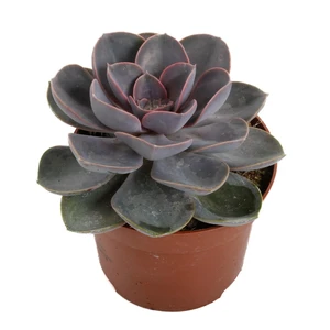 Echeveria 'Perle von Nurnberg' 12cm - image 1