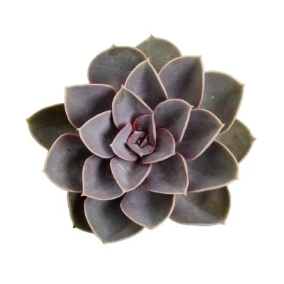 Echeveria 'Perle von Nurnberg' 12cm - image 2