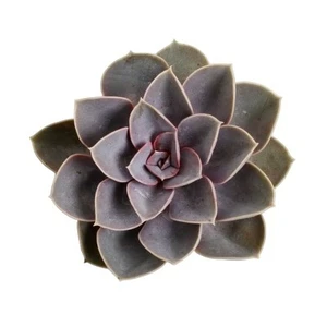 Echeveria 'Perle von Nurnberg' 12cm - image 2