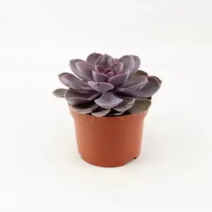 Echeveria 'Perle von Nurnberg'