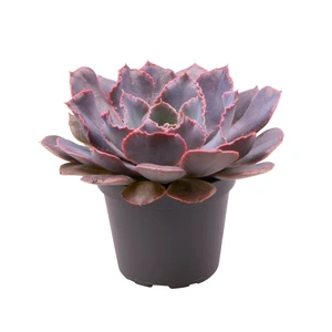 Echeveria shaviana 'Pink Frills'