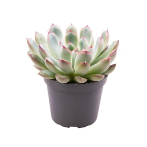 Echeveria pulidonis - image 2