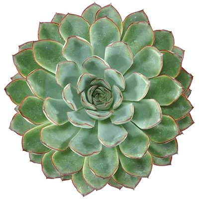 Echeveria pulidonis - image 1