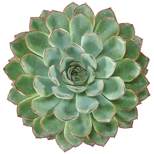 Echeveria pulidonis - image 1