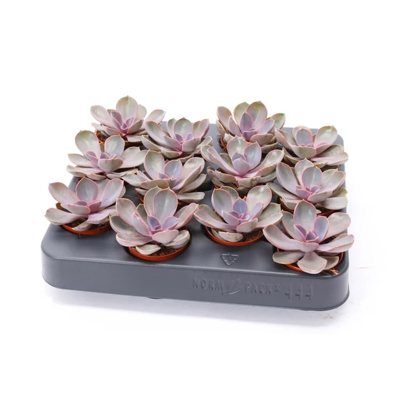 Echeveria 'Purple Pearl' - image 2